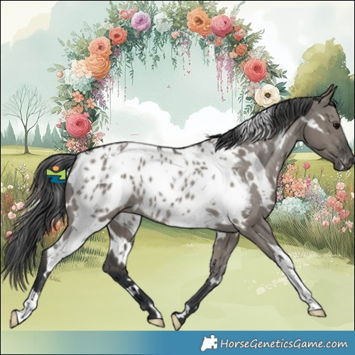 Horse Color:White Spotted Grullo Appaloosa Rabicano 
