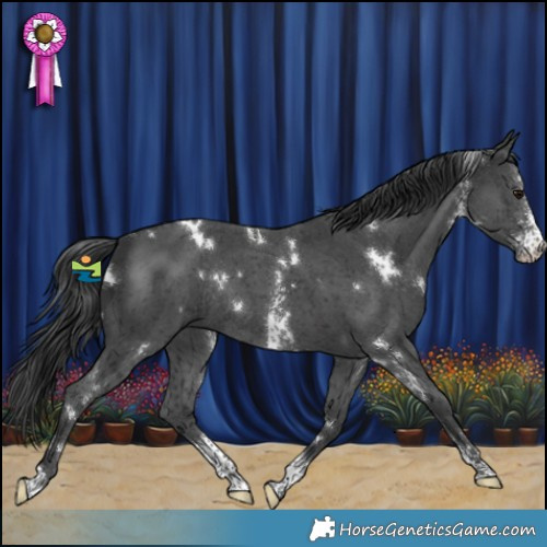 Horse Color:White Spotted Black Sabino Rabicano 