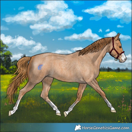 Horse Color:Red Roan 