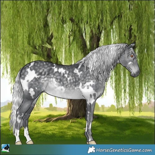 Horse Color:White Spotted Silver Black Chinchilla 