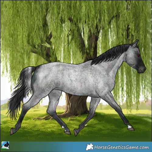 Horse Color:Midnight Blue Onyx Chinchilla Ice Roan 