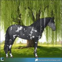 Horse Color:White Spotted Black Chinchilla Rabicano 