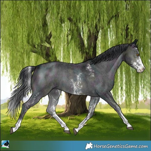 Horse Color:Midnight Brown Chinchilla Onyx Sabino