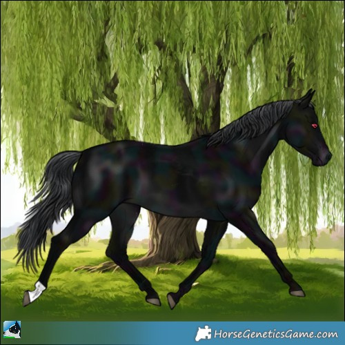 Horse Color:Midnight Brown Chinchilla 