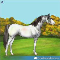 Horse Color:Liver Chestnut Sabino Near Fewspot 