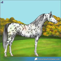 Horse Color:Liver Chestnut Leopard