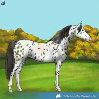 Horse Color:Liver Chestnut Near Leopard