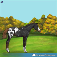 Horse Color:Liver Chestnut Blanket