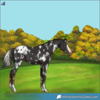 Horse Color:White Spotted Liver Chestnut Blanket 