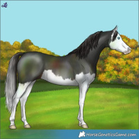 Horse Color:Liver Chestnut Splash