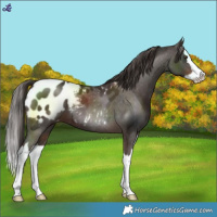 Horse Color:Liver Chestnut Splash Blanket