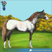 Horse Color:Liver Chestnut Near Fewspot 