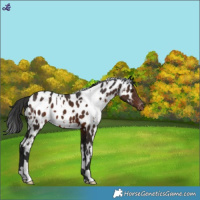 Horse Color:White Spotted Liver Chestnut Near Leopard