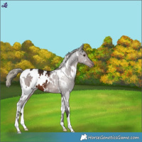 Horse Color:White Spotted Liver Chestnut Varnish