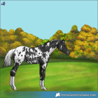 Horse Color:White Spotted Liver Chestnut Blanket