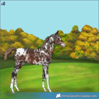 Horse Color:White Spotted Liver Chestnut Sabino Blanket 