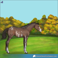 Horse Color:Liver Chestnut Sabino Blanket