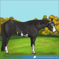 Horse Color:Gray Smoky Black  and Smoky Black 
