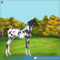 Horse Color:White Spotted Liver Chestnut Appaloosa 
