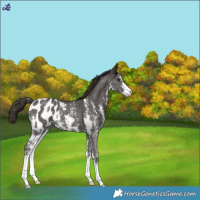 Horse Color:Liver Chestnut Sabino Blanket