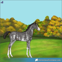 Horse Color:Liver Chestnut Sabino 