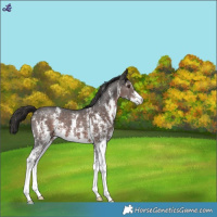 Horse Color:Liver Chestnut Sabino 