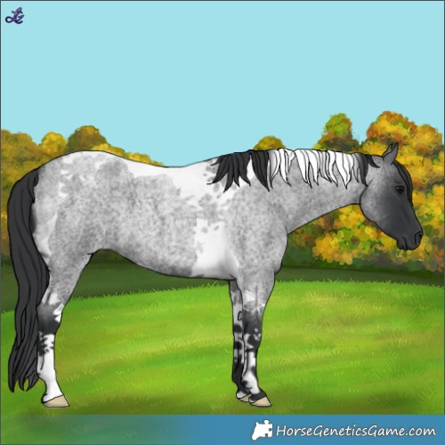 Horse Color:Blue Roan Tobiano