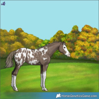 Horse Color:Liver Red Dun Mushroom Splash Near Leopard