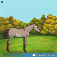 Horse Color:Liver Red Dun