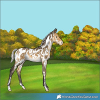 Horse Color:White Spotted Silver Buckskin Dun Appaloosa Brindle 