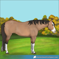 Horse Color:Bay Dun Splash