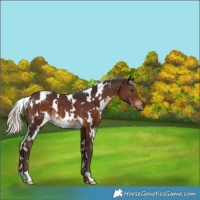 Horse Color:White Spotted Silver Brown Rabicano 