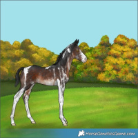 Horse Color:White Spotted Brown Tobiano Rabicano