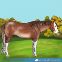 Horse Color:Chocolate Bay Splash