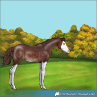 Horse Color:Chocolate Brown Splash