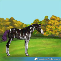 Horse Color:Painted White Spotted Midnight Bay Ice Mushroom Tobiano 