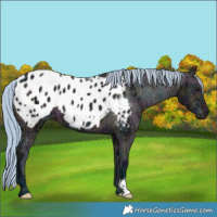 Horse Color:Watercolor Midnight Brown Ice Dun Appaloosa