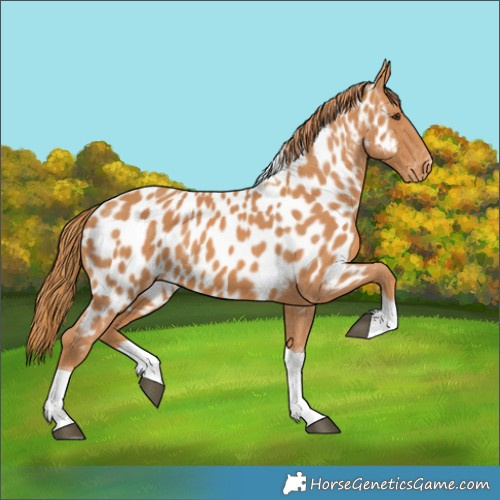 Horse Color:Chestnut Tobiano Appaloosa