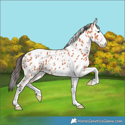 Horse Color:Bay Tobiano Appaloosa 