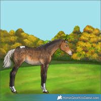 Horse Color:Silver Buckskin Tobiano Rabicano 