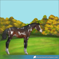 Horse Color:White Spotted Brown Splash