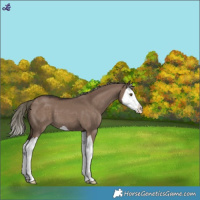Horse Color:Liver Red Dun Mushroom Splash 