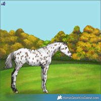 Horse Color:Liver Red Dun Mushroom Near Leopard 