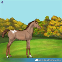 Horse Color:Red Dun Varnish 