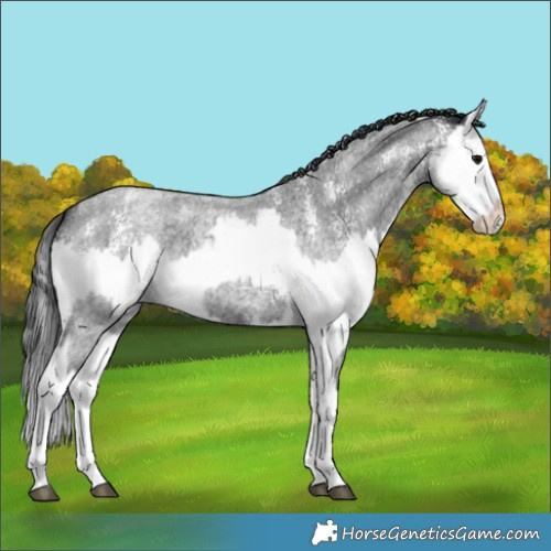 Horse Color:Blue Roan Sabino Splash  and Blue Roan Sabino Splash 