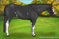 Horse Color:White Spotted Black 