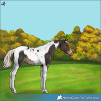 Horse Color:Liver Chestnut Mushroom Tobiano