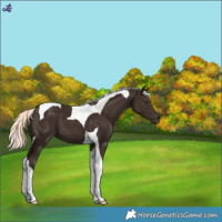 Horse Color:Liver Chestnut Mushroom Tobiano 