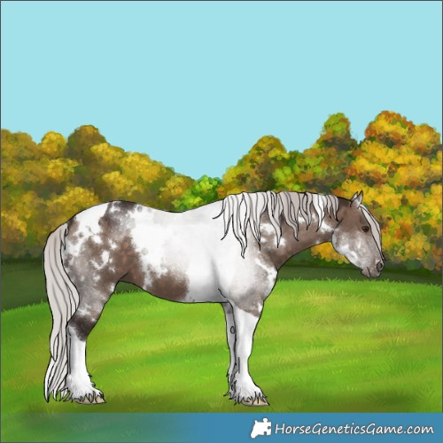 Horse Color:White Spotted Silver Brown Dun Mushroom Tobiano 