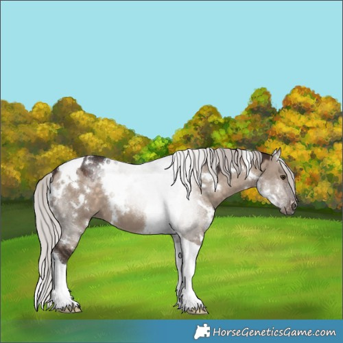 Horse Color:White Spotted Silver Brown Dun Mushroom Tobiano 